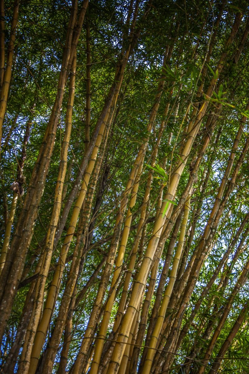 Bambou - Costa Rica